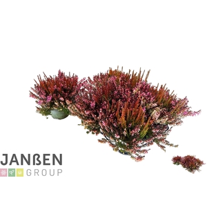 ERIC CA BS WIN CROWN