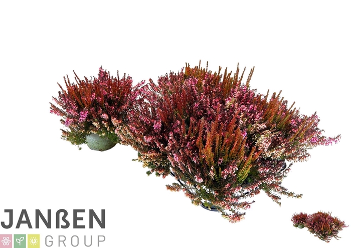 <h4>ERIC CA BS WIN CROWN</h4>