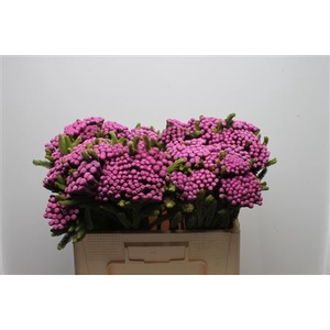 Kaaps Brunia Albiflora M Cerise