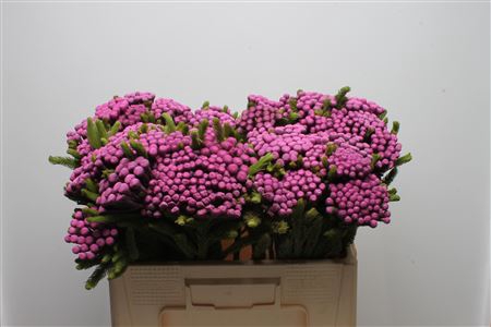 <h4>Kaaps Brunia Albiflora M Cerise</h4>