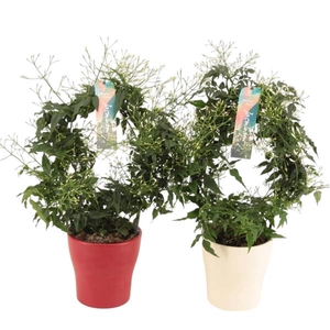 Jasminum boog Anna keramiek Rood/Wit p13 (Jasmijn)