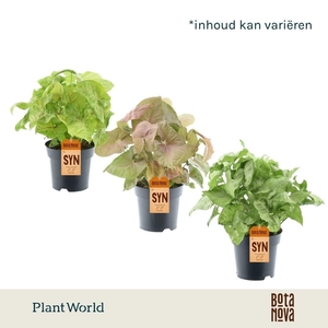 Syngonium gemengd