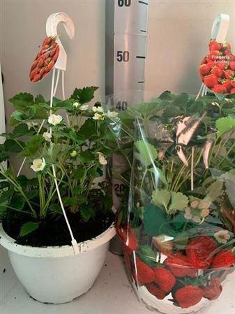 <h4>Frag Elsanta</h4>