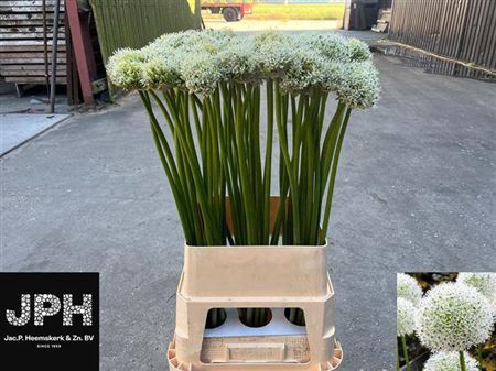 <h4>Allium White Giant</h4>