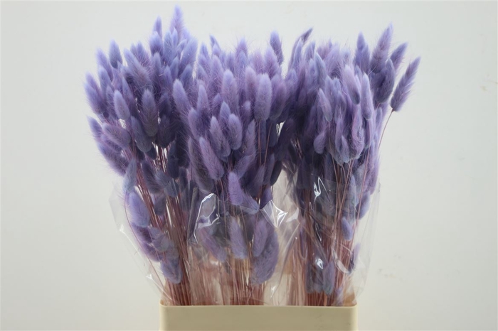 <h4>Lagurus Lavender 50 Gram</h4>