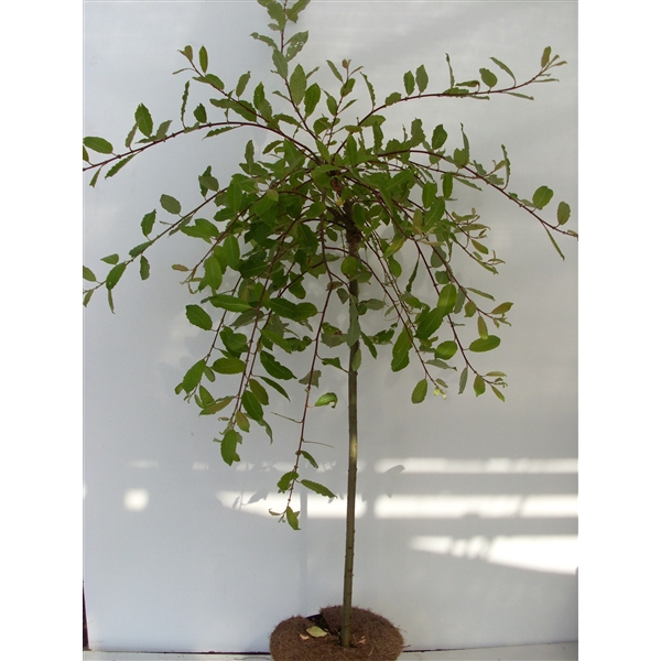 <h4>Salix caprea 'Kilmarnock' 80ST C5</h4>