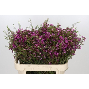 Chamelaucium Rotem