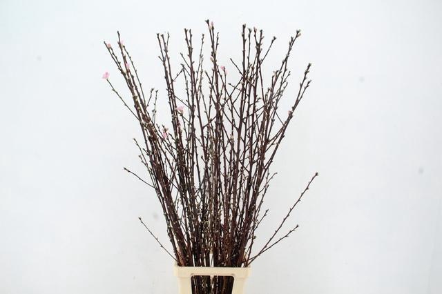 <h4>PERZIKBLOESEM PINK PER BUNCH 100CM</h4>