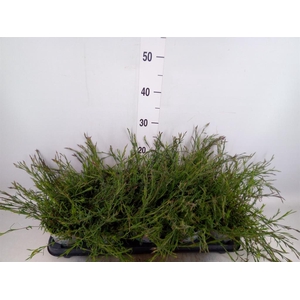 Dianthus deltoides