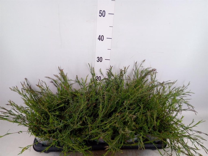 <h4>Dianthus deltoides</h4>