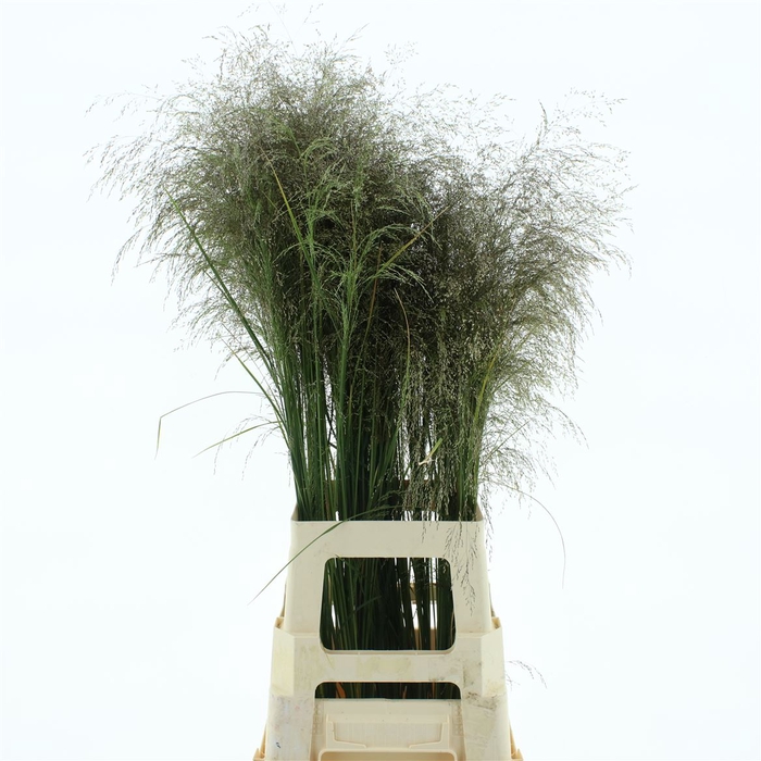 <h4>Deschampsia Brons</h4>