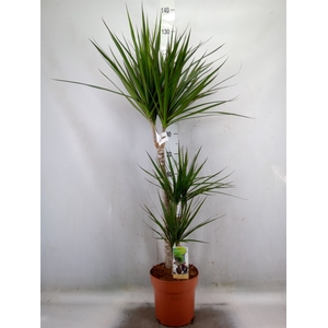 Dracaena marg.