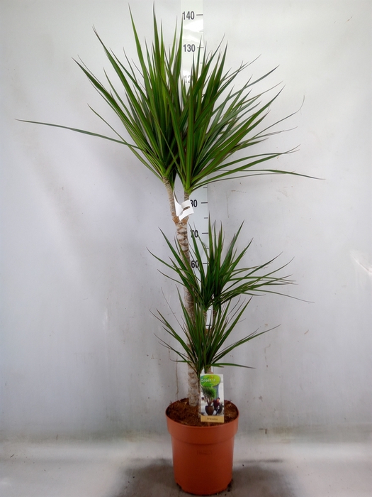 <h4>Dracaena marg.</h4>
