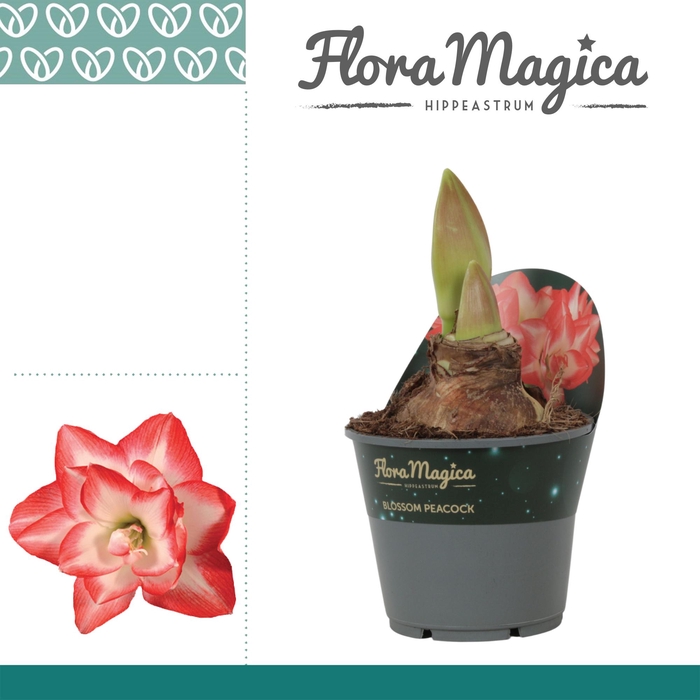 <h4>Amaryllis Blossom Peacock 2 Knop Potkraag</h4>