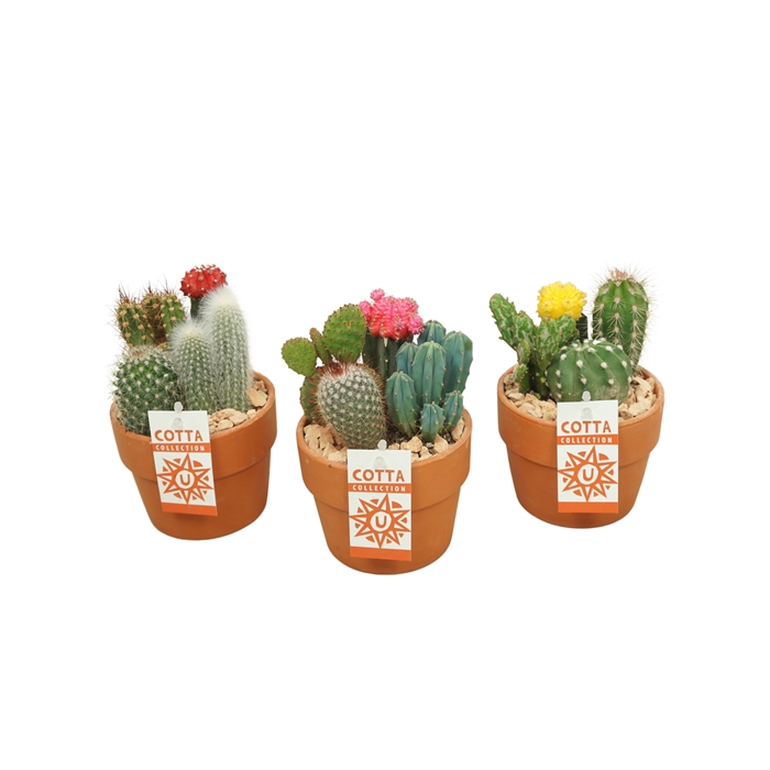 <h4>Cactus-Gymno arrangement in 12 cm 'Terracotta Kraagpot'</h4>