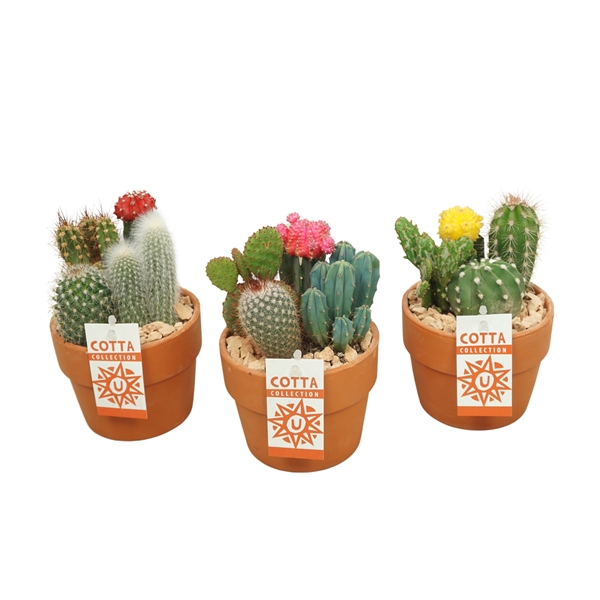 Cactus-Gymno arrangement in 12 cm 'Terracotta Kraagpot'