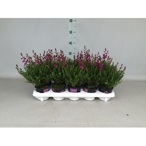 Daboecia cantabrica 'Atropurpurea'