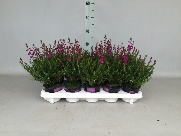 <h4>Daboecia cantabrica 'Atropurpurea'</h4>
