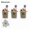 Amaryllis Wit 2 Knop Claudia glas KERST (Decorum)