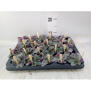 Tradescantia cerinth. 'Sweetness'