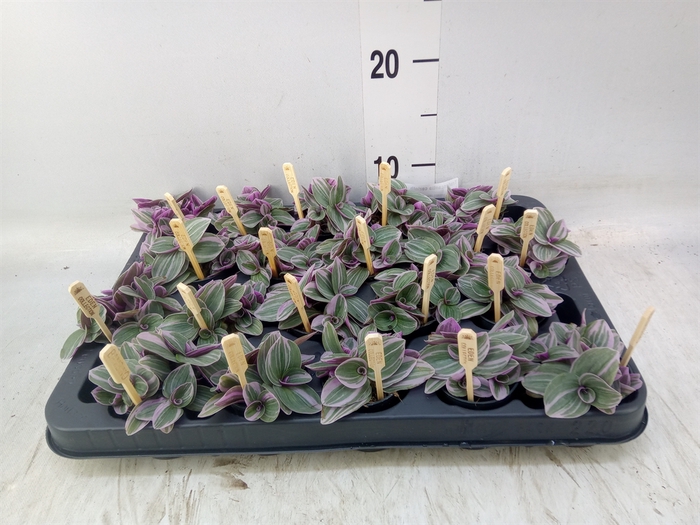 <h4>Tradescantia cerinth. 'Sweetness'</h4>