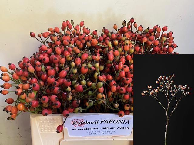 <h4>ROSA MAG MIRACLE</h4>