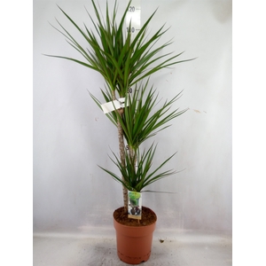 Dracaena marg.