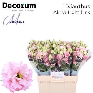 Lisianthus Alissa light pink 60cm