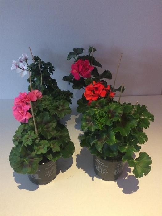 <h4>Pelarg. Pelt. dubbelbl. hang, div. kleuren, 13cm pot</h4>