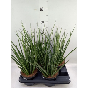 Sansevieria cyl.  ...
