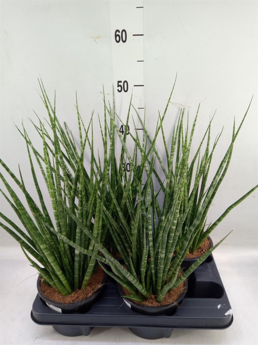 <h4>Sansevieria cyl.  ...</h4>