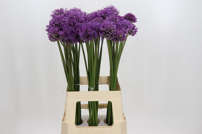 <h4>Allium Gladiator</h4>