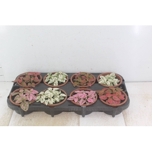 HYPOESTES C13