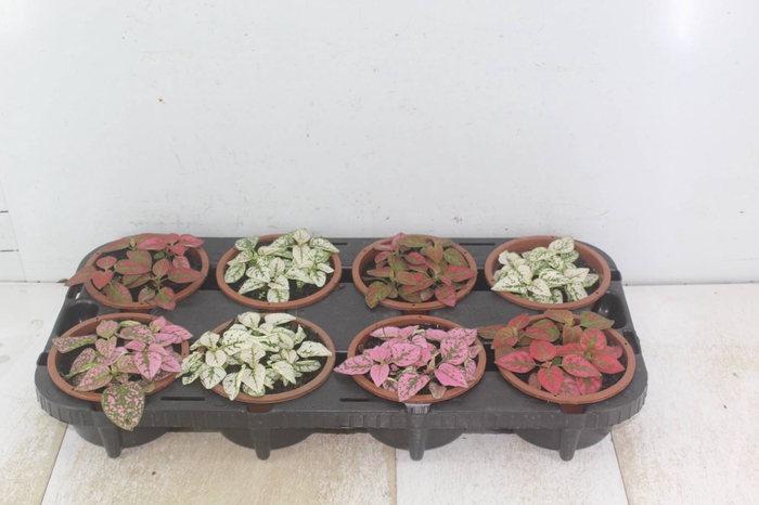 <h4>HYPOESTES C13</h4>