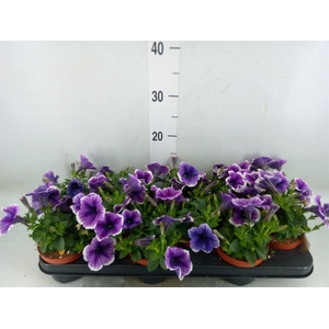 Petunia  'Famous Lilac Vein'