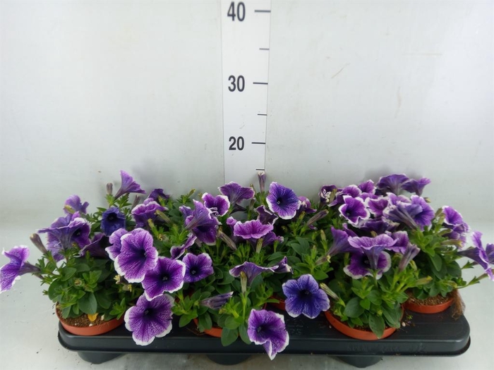 <h4>Petunia 'Famous Lilac Vein'</h4>
