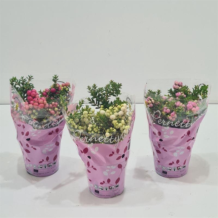 <h4>Gaultheria mucronata Gemengd laag in hoes</h4>