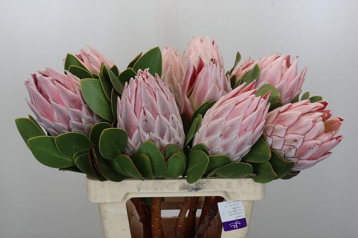 <h4>Protea Cynaroides</h4>