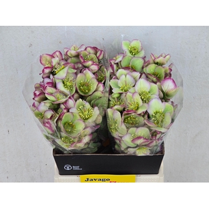 HELL FRK GLENDA GLOS