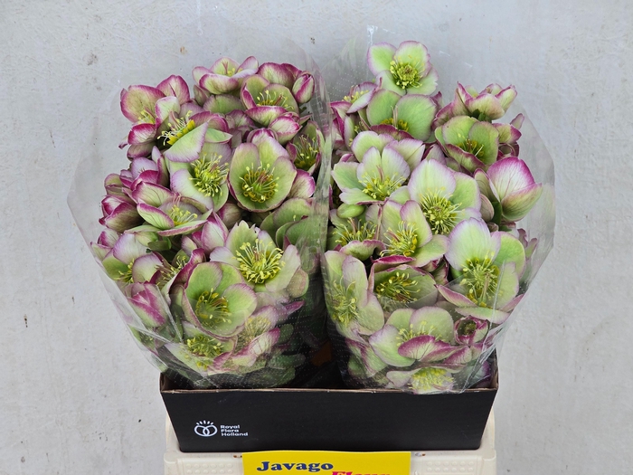 <h4>HELL FRK GLENDA GLOS</h4>