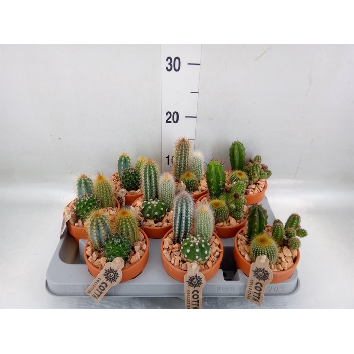 <h4>Arr.  Cactus L%</h4>