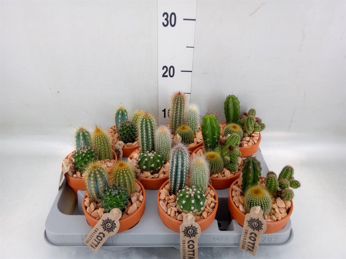 <h4>Arr.  Cactus L%</h4>