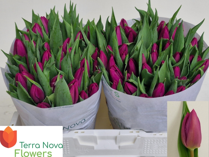 <h4>TU EN PURPLE PRINCE</h4>