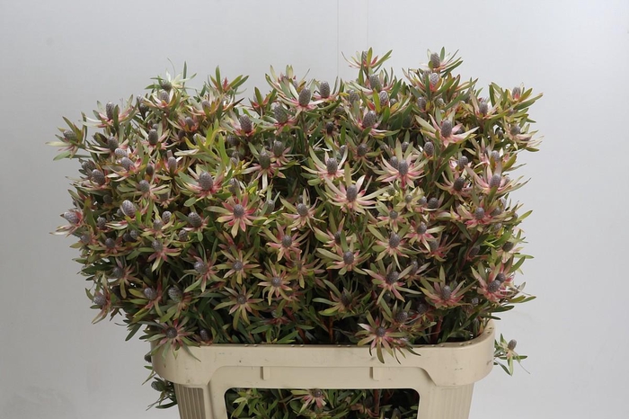 <h4>Leucadendron Ayoba Star Pearl</h4>