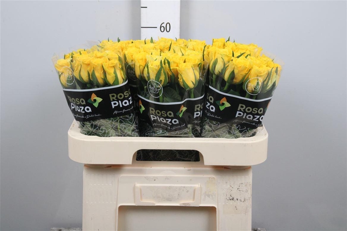 <h4>R Gr Moonwalk</h4>