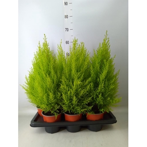 Cupressus macro. 'Goldcrest Wilma'