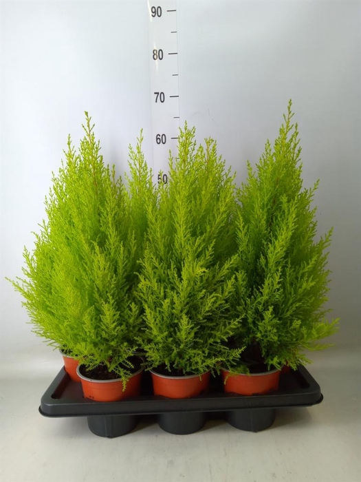 <h4>Cupressus macro. 'Goldcrest Wilma'</h4>