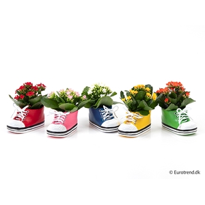 KALANCHOE BLOSSF p6 E 2960