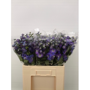 Delph Du Guard Blue