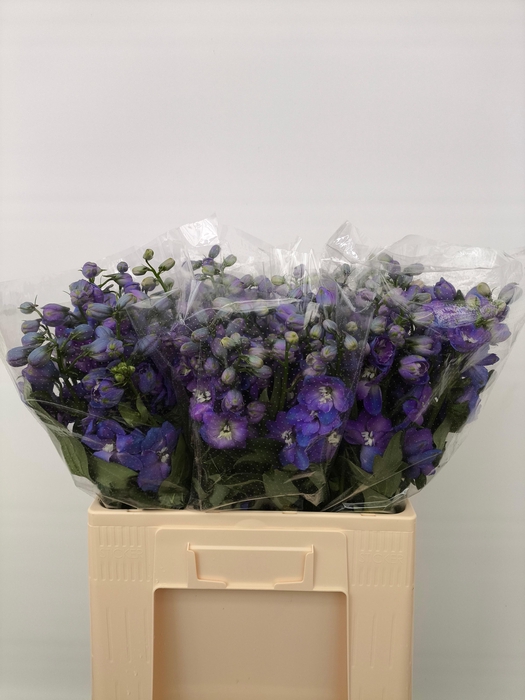 <h4>Delph Du Guard Blue</h4>